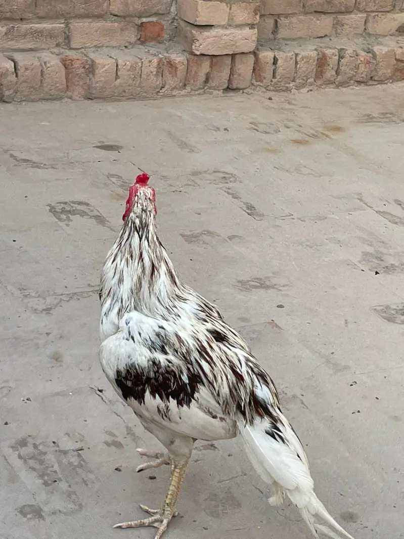white Sarga Aseel Bird  — photo 3