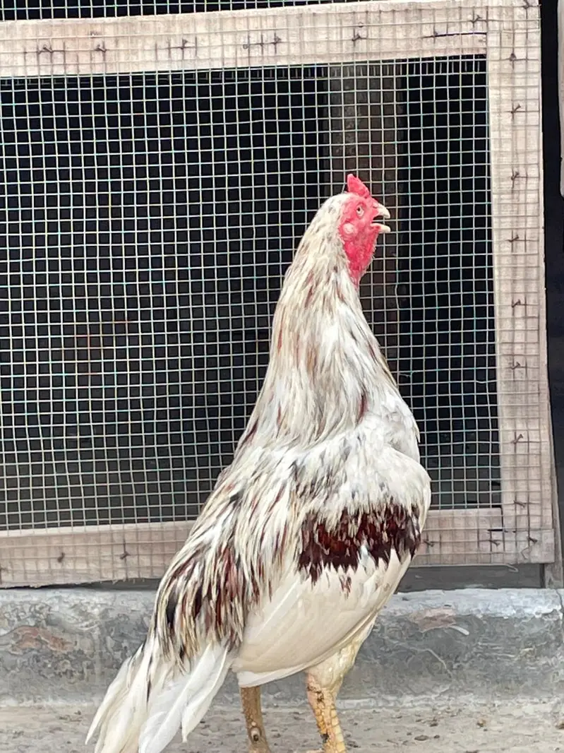 white Sarga Aseel Bird  — photo 5