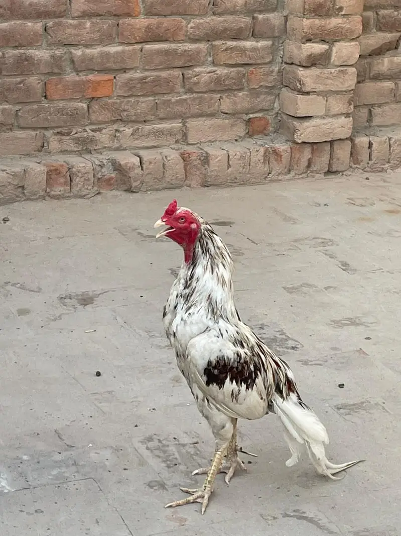 white Sarga Aseel Bird  — photo 6