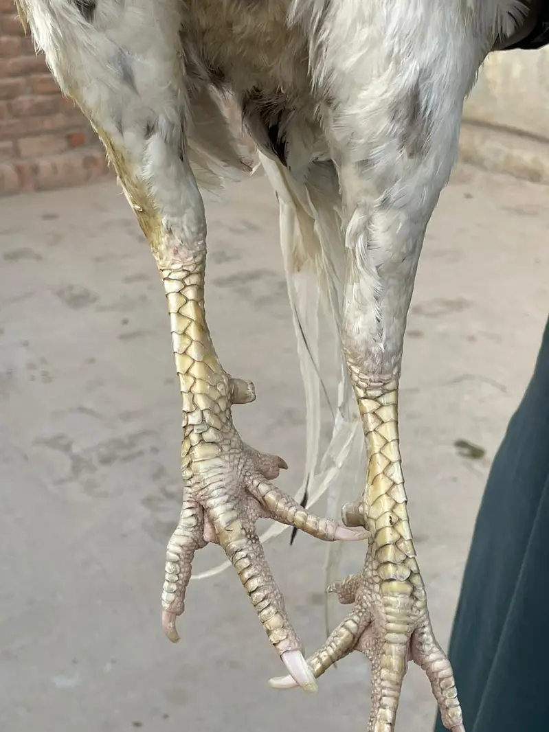 white Sarga Aseel Bird  — photo 7