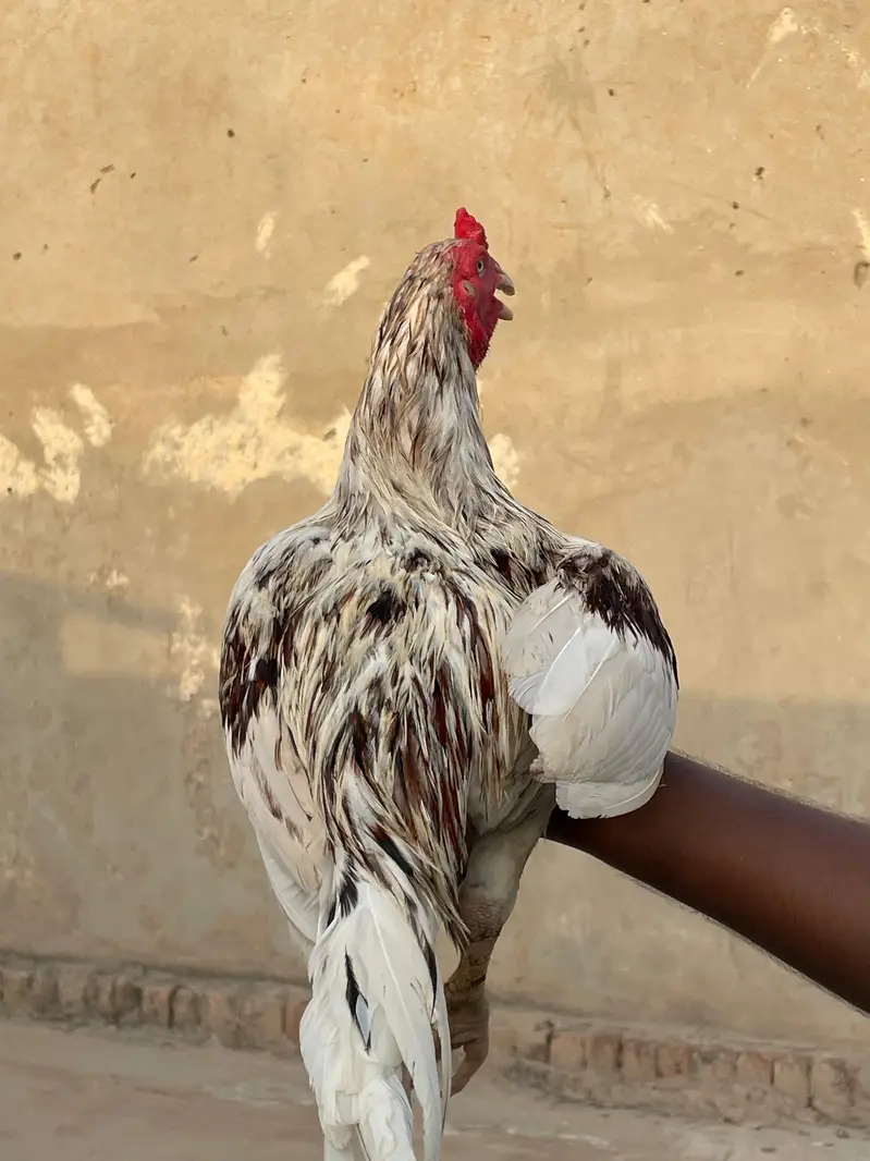 white Sarga Aseel Bird  — photo 8
