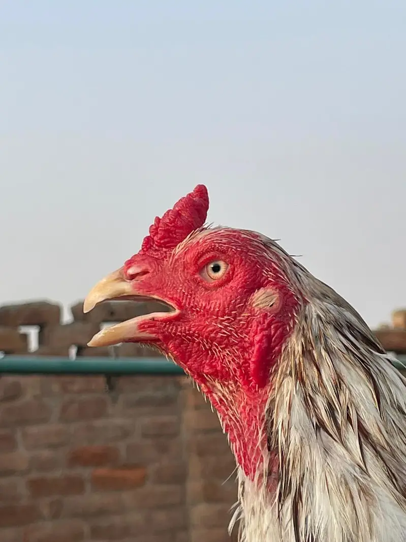 white Sarga Aseel Bird  — photo 9