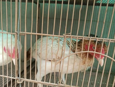 heera badaami females for sale