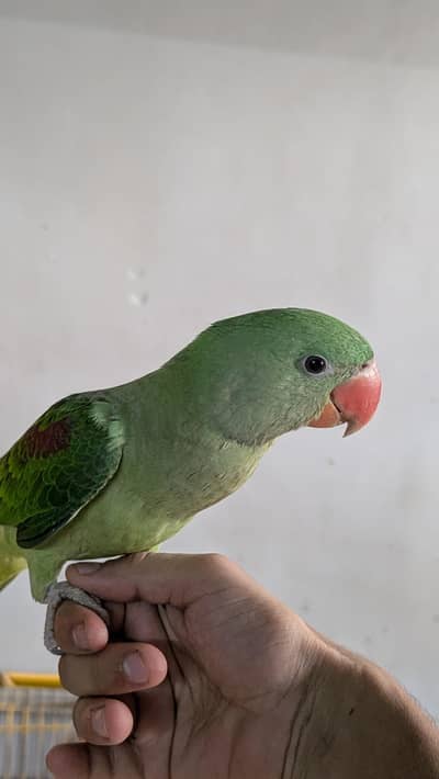 Pahari felf bacha