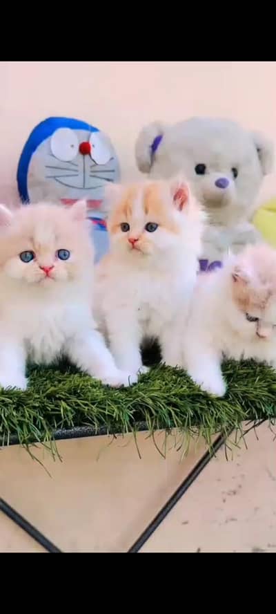persian cat for sale MywatsapppNumber 0320-19-06-573