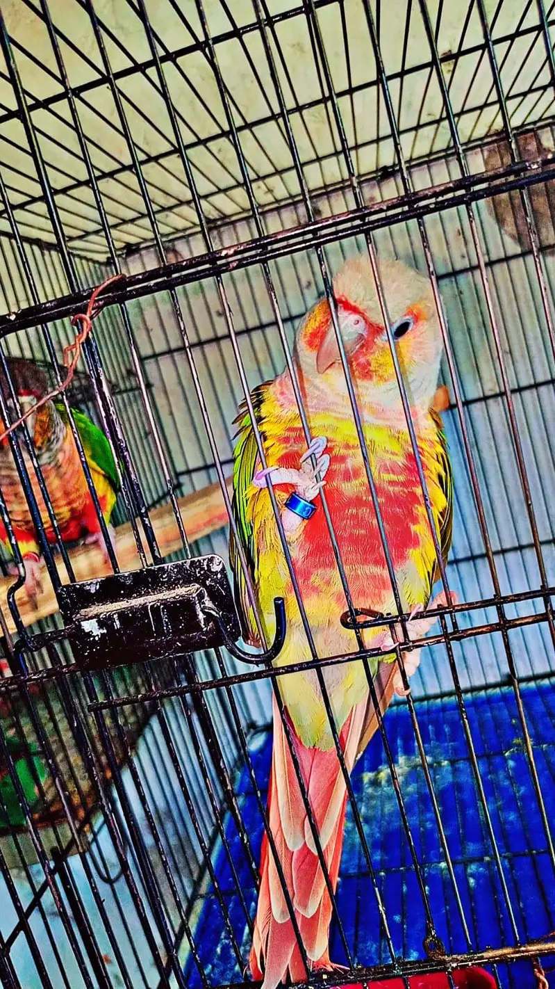 conure breader pair for sale