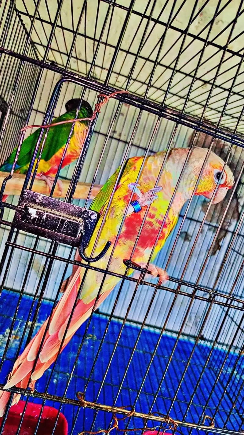 conure breader pair for sale — photo 2