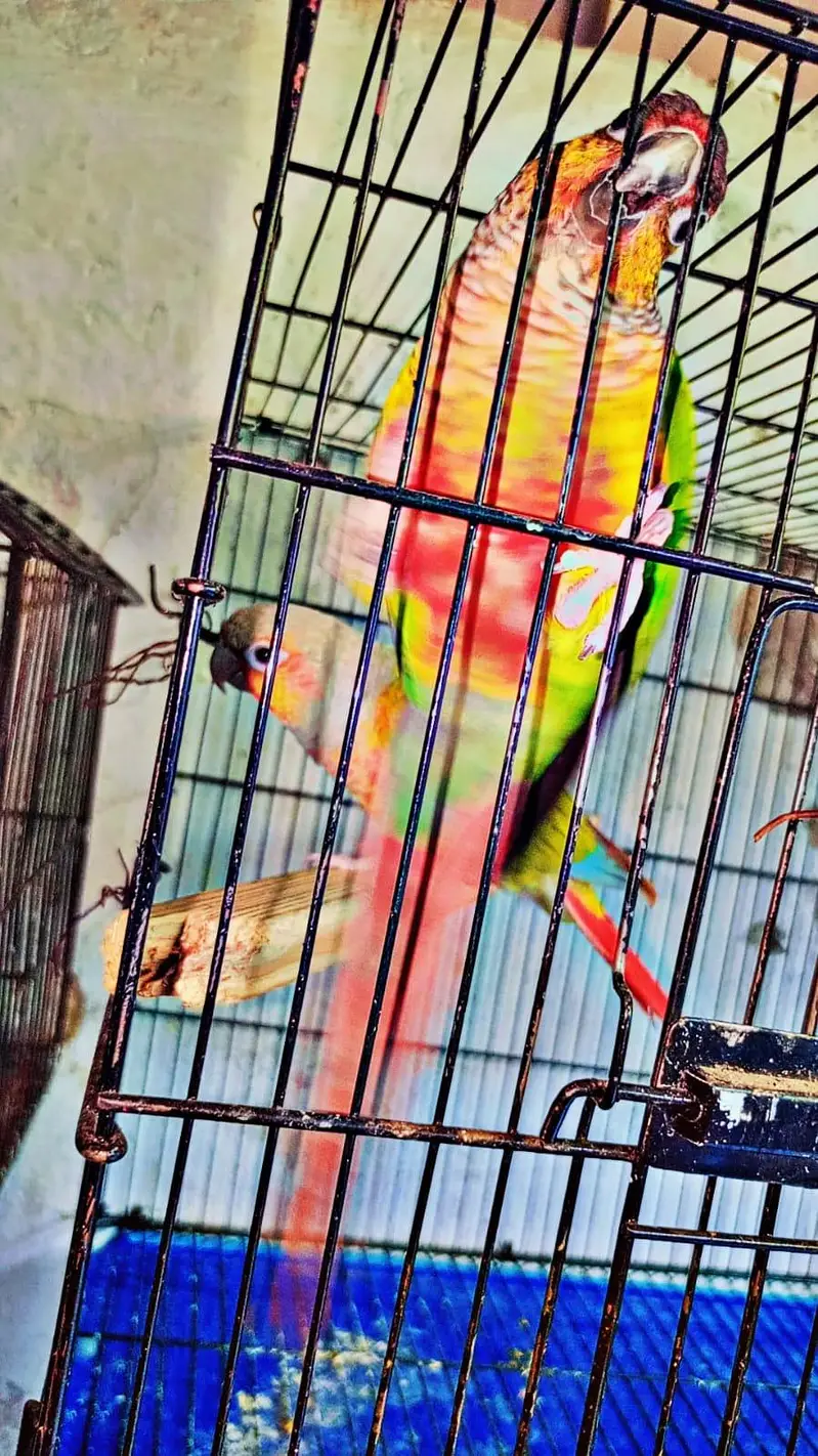 conure breader pair for sale — photo 3