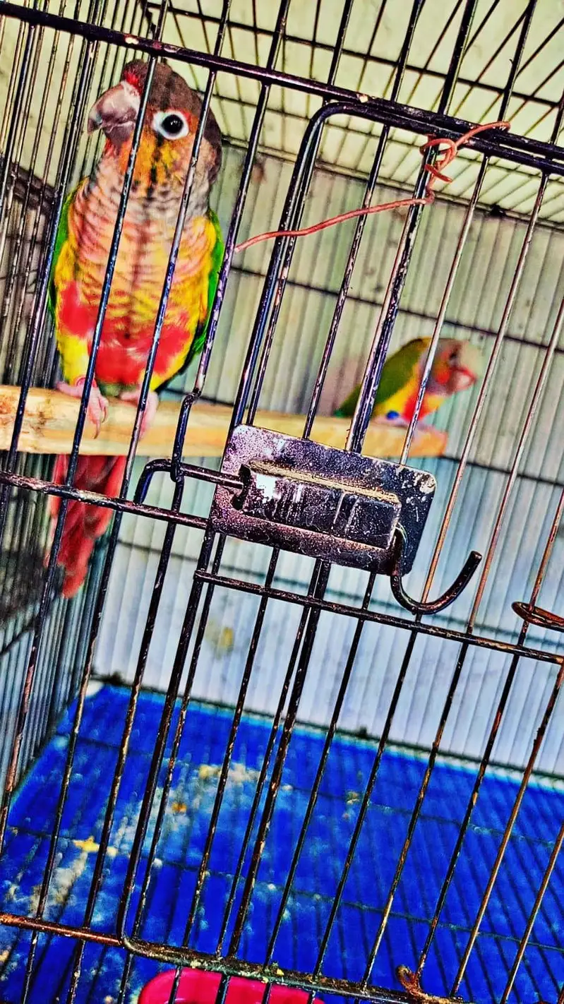 conure breader pair for sale — photo 4