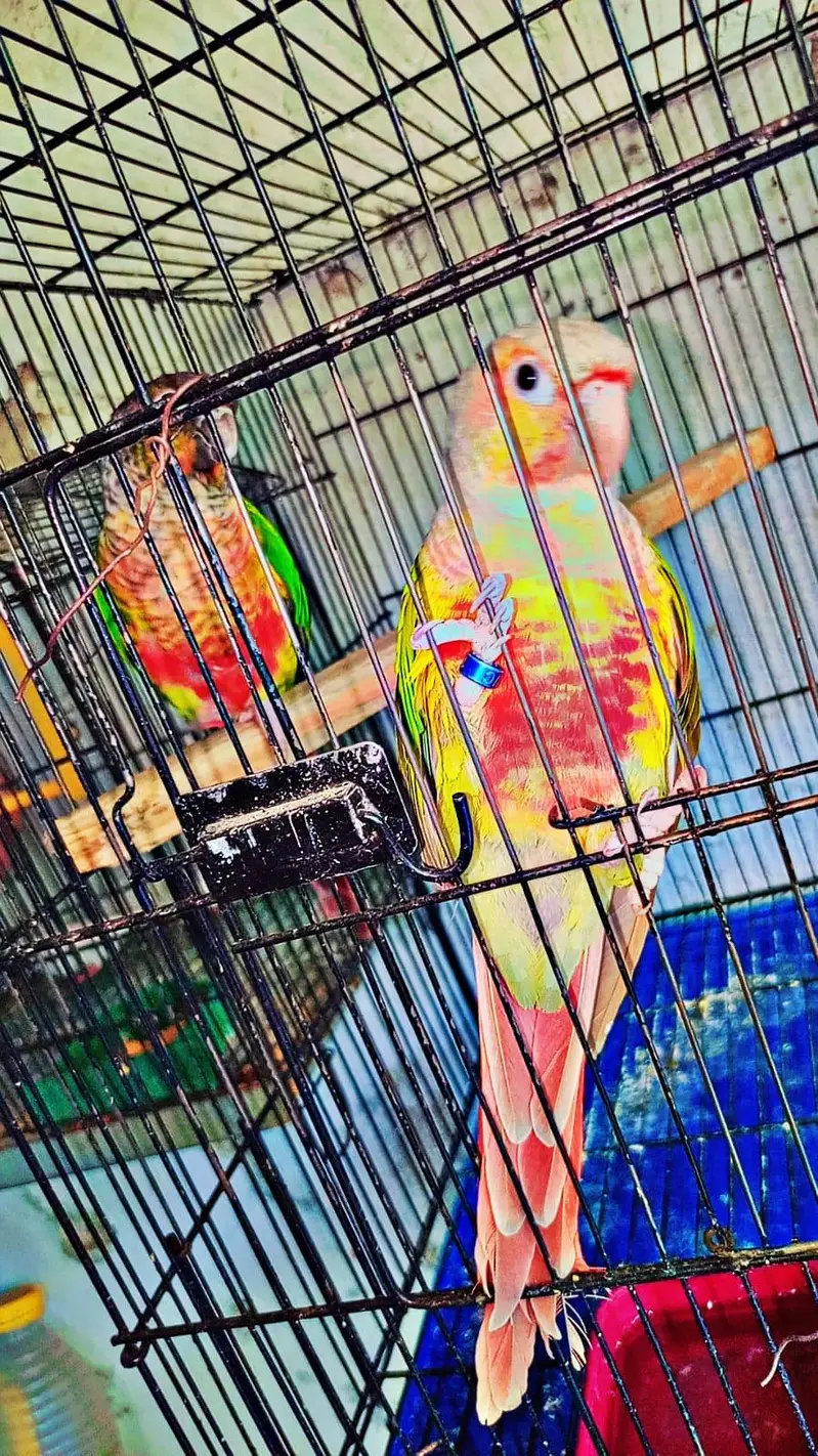 conure breader pair for sale — photo 5
