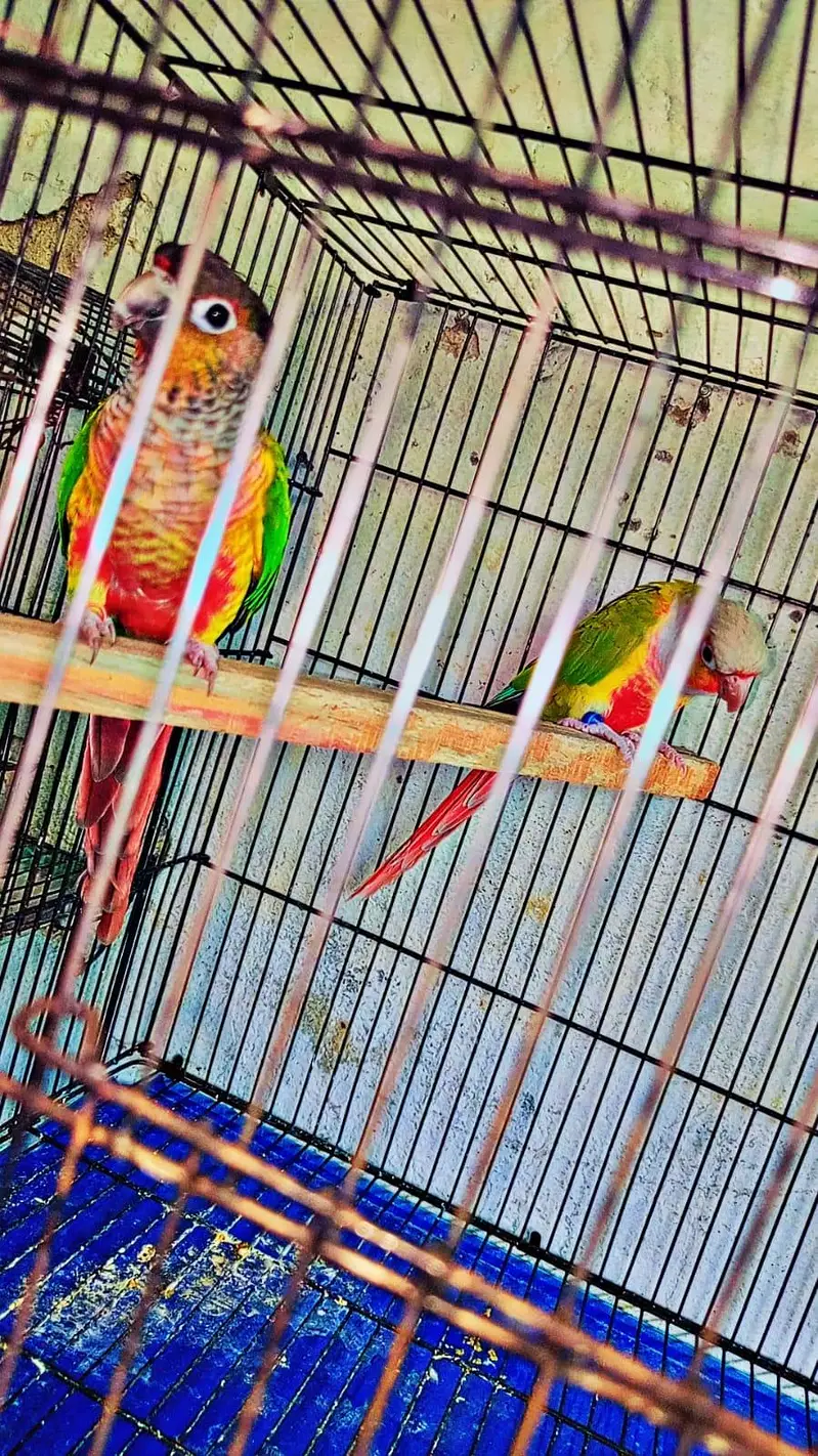 conure breader pair for sale — photo 6