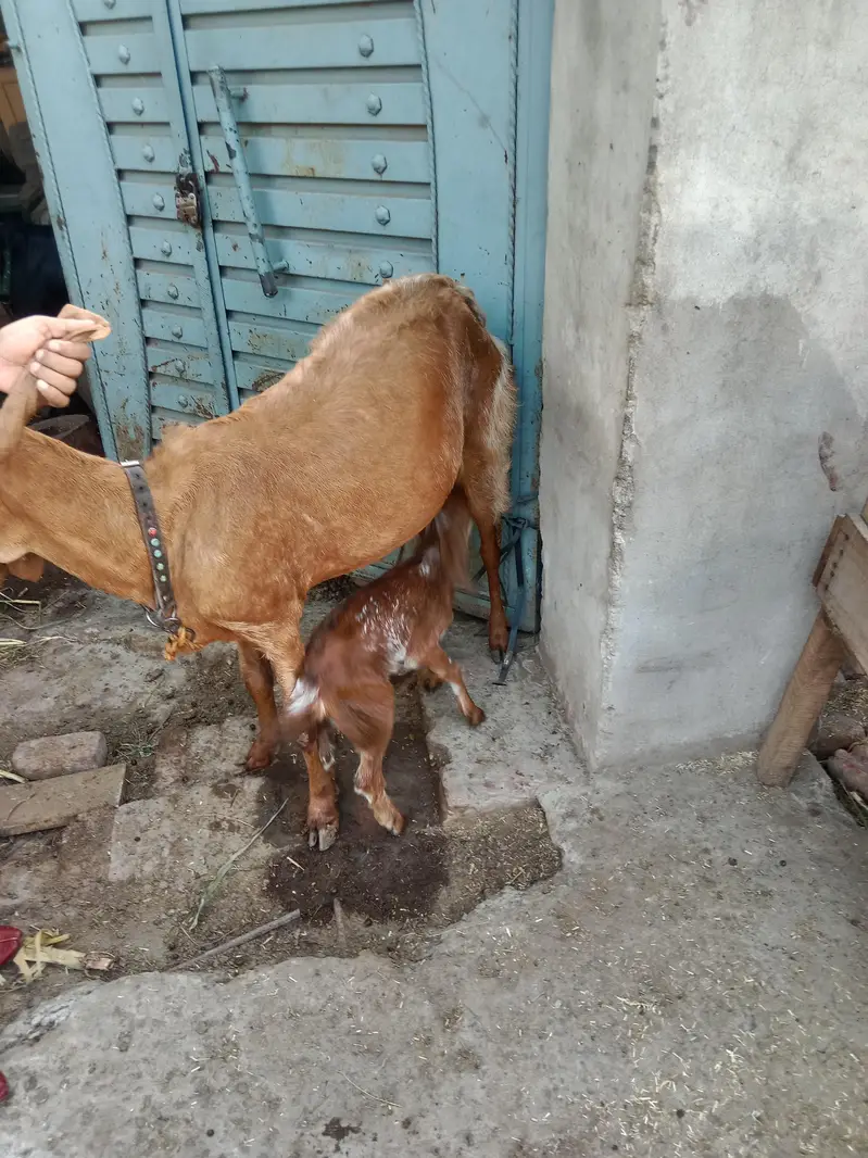pure Maki cheni Sialkoti Betal goat
