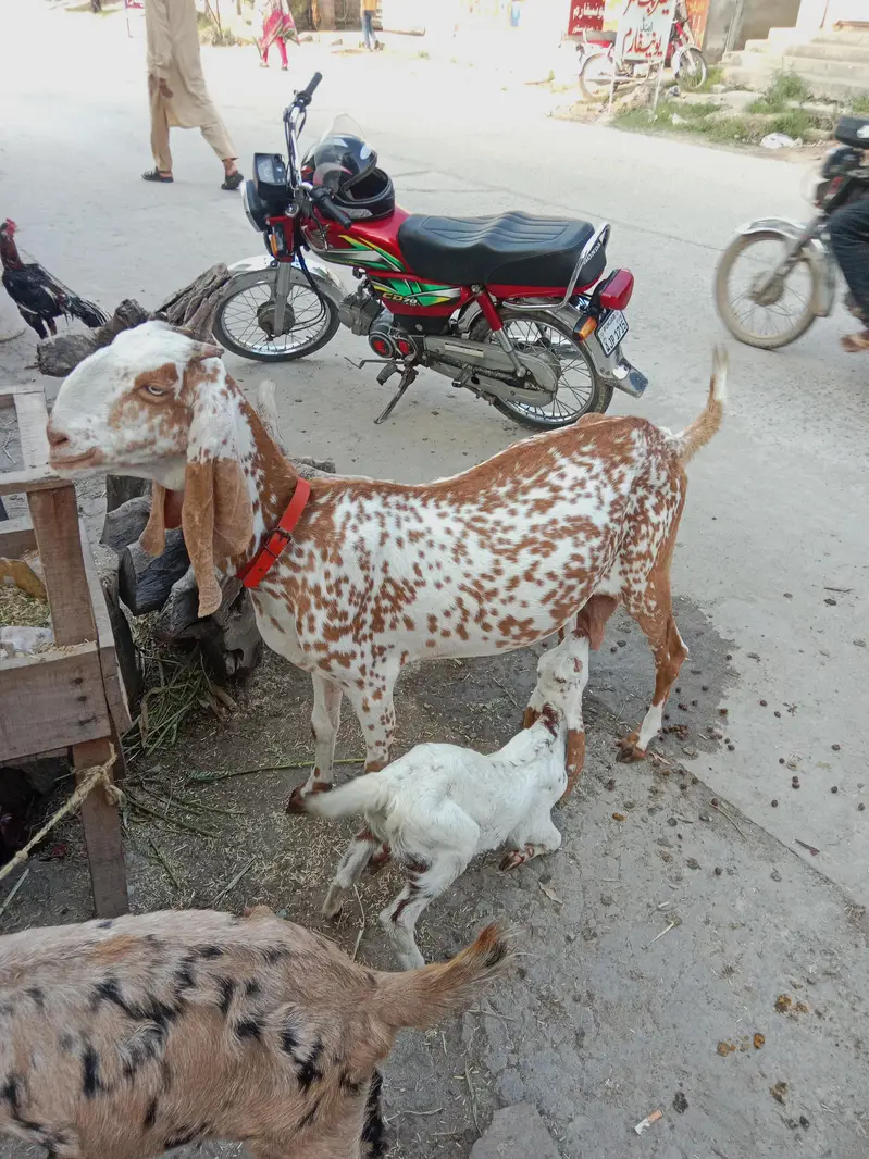 pure Maki cheni Sialkoti Betal goat — photo 2