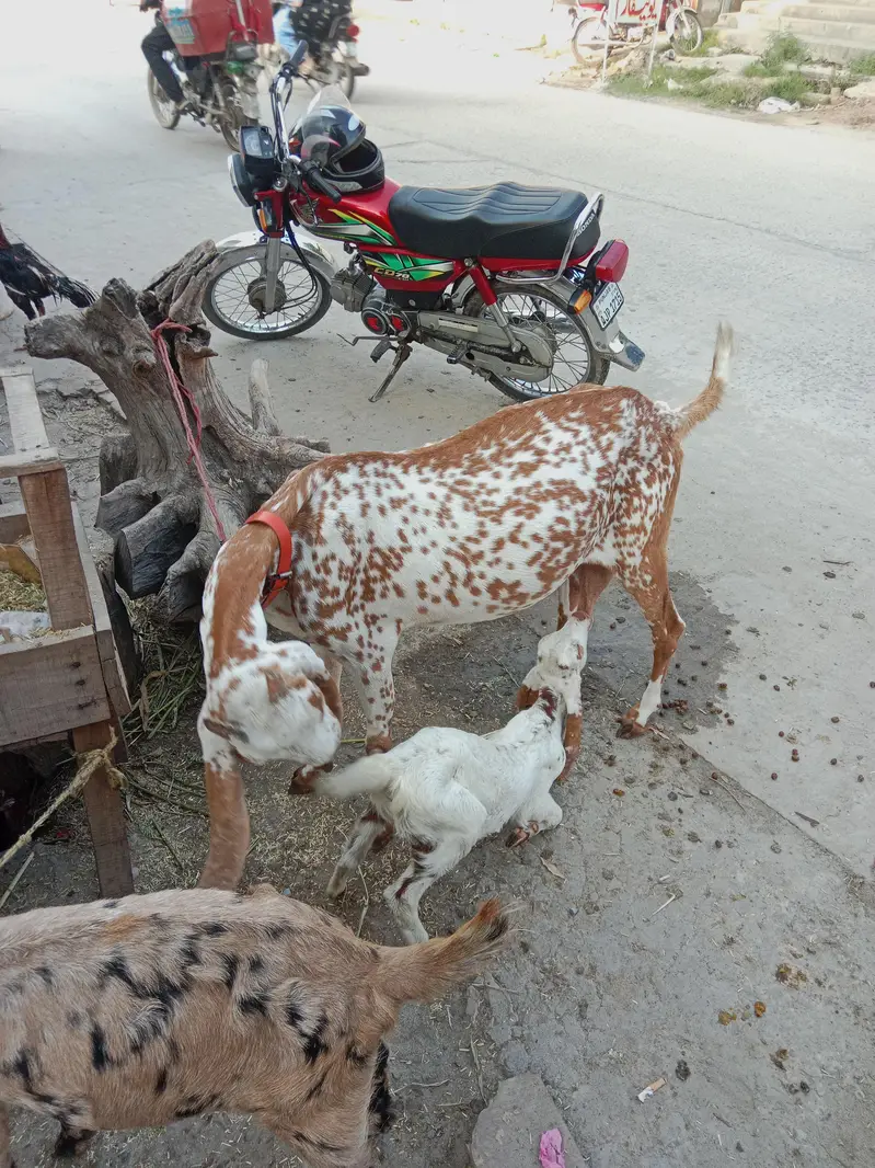 pure Maki cheni Sialkoti Betal goat — photo 3