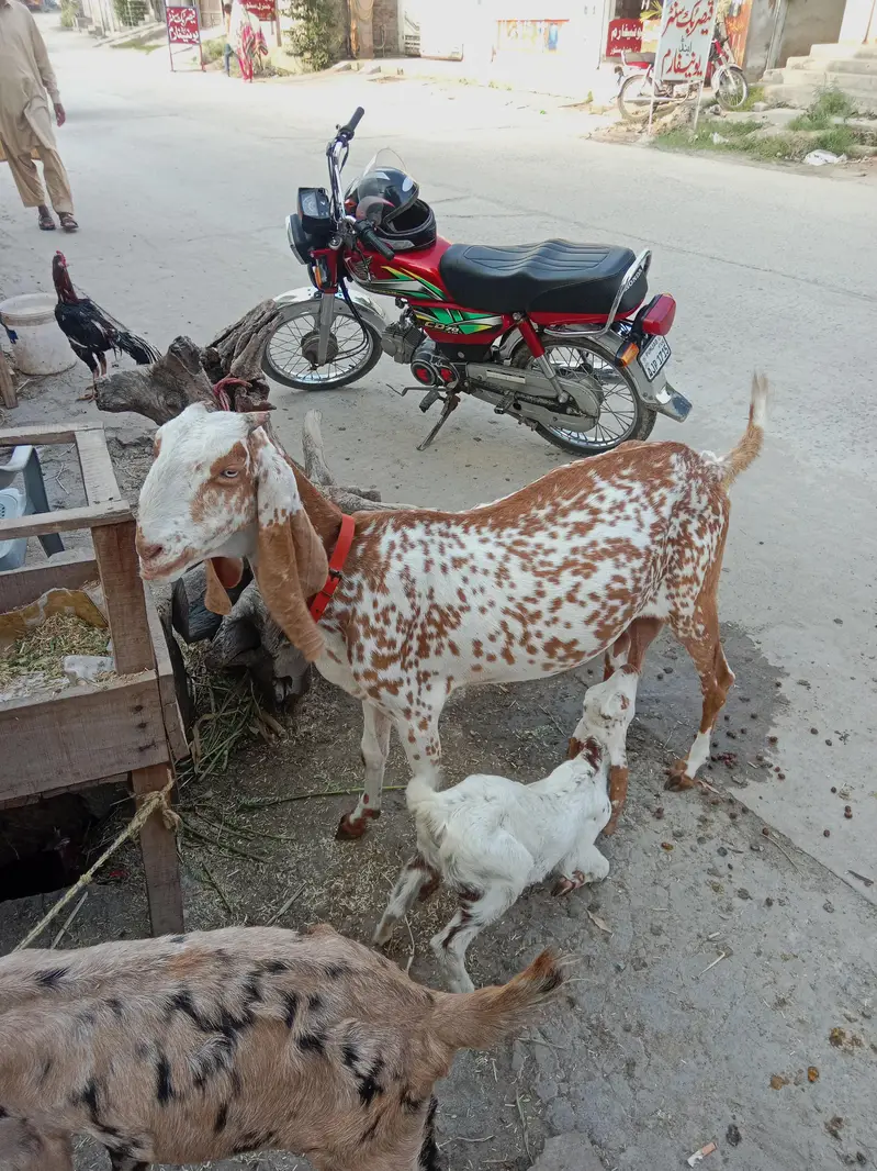 pure Maki cheni Sialkoti Betal goat — photo 4