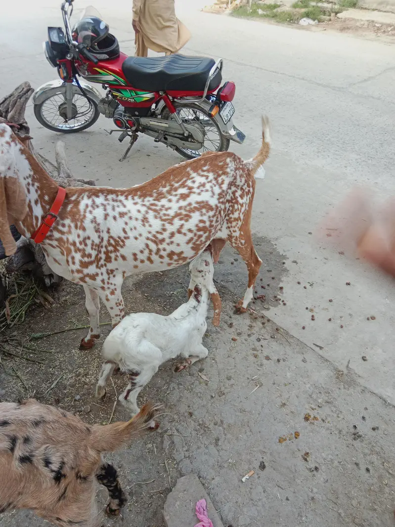pure Maki cheni Sialkoti Betal goat — photo 5