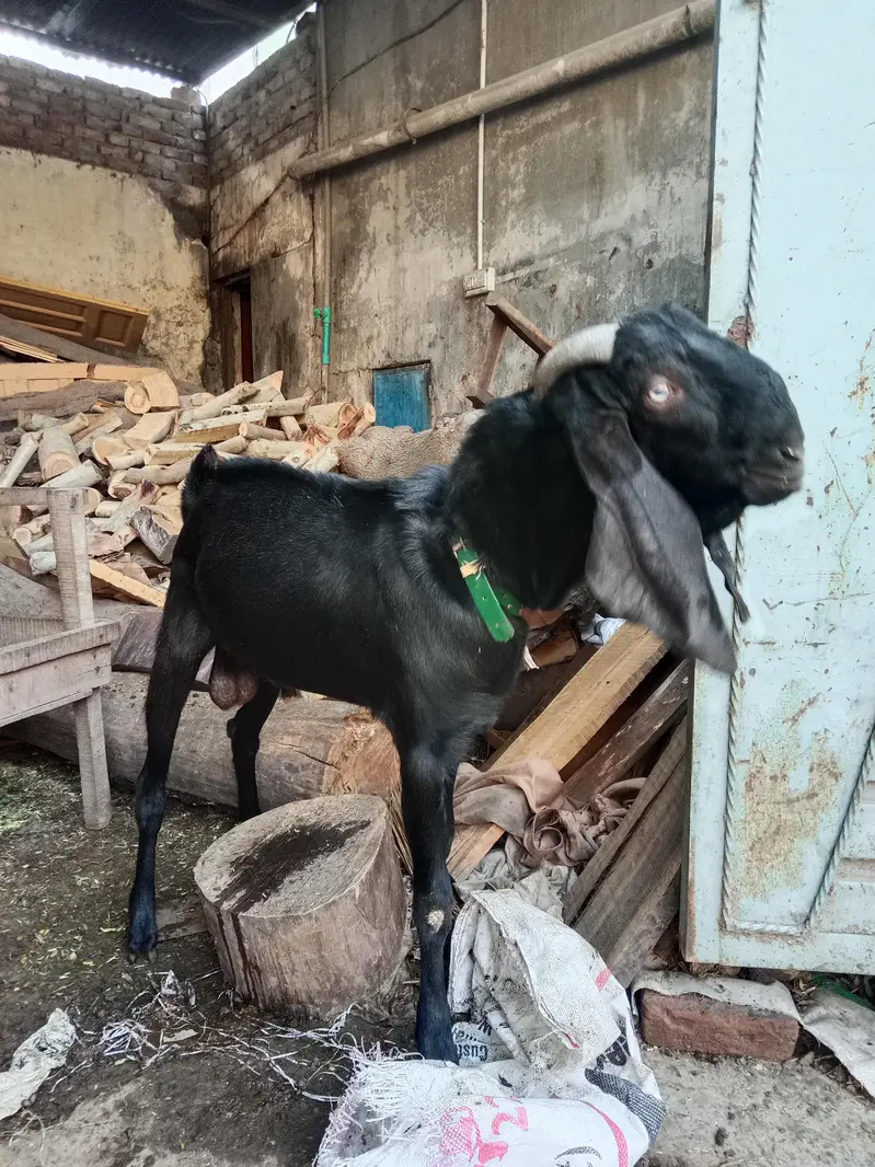 pure Maki cheni Sialkoti Betal goat — photo 6
