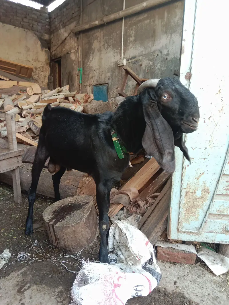 pure Maki cheni Sialkoti Betal goat — photo 7