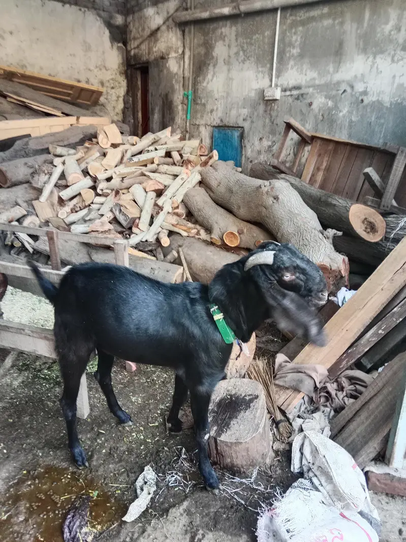 pure Maki cheni Sialkoti Betal goat — photo 8