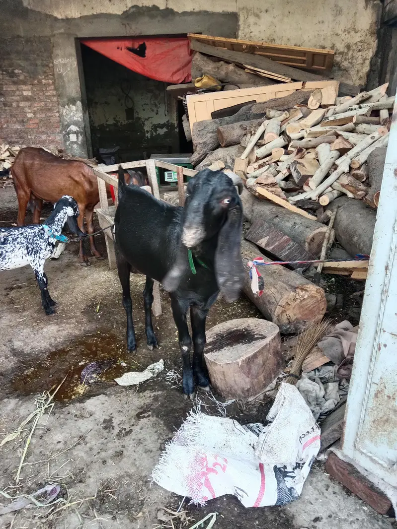 pure Maki cheni Sialkoti Betal goat — photo 9