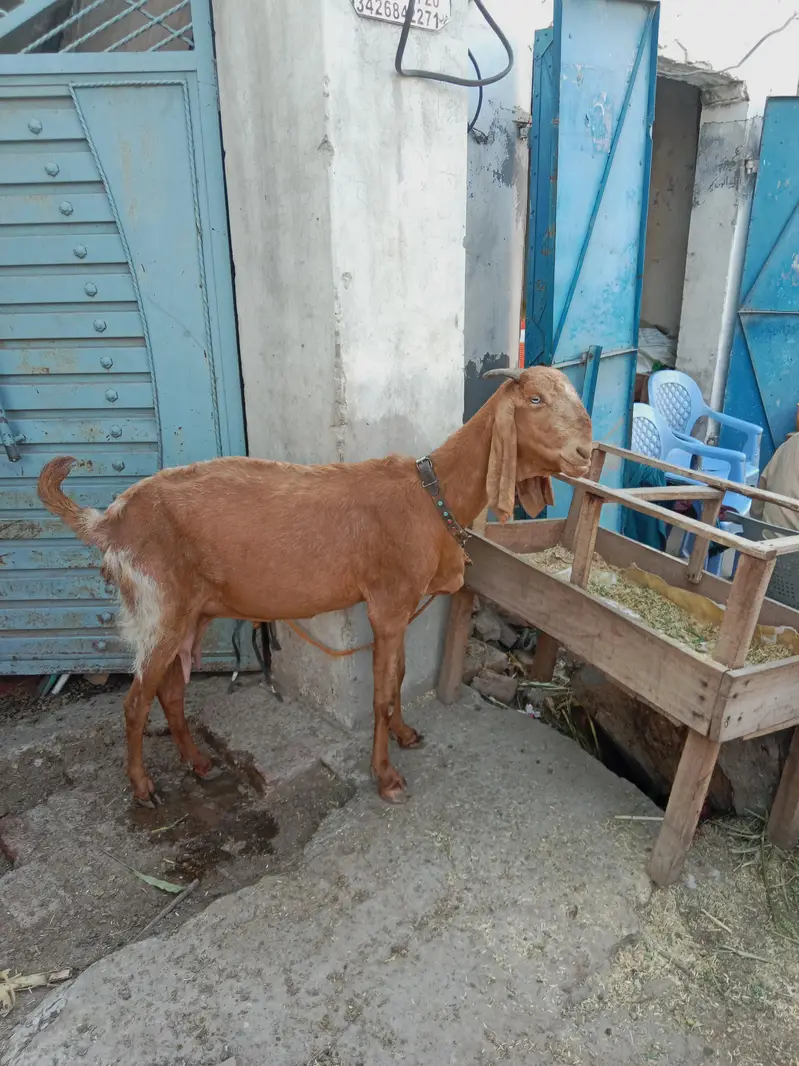 pure Maki cheni Sialkoti Betal goat — photo 10