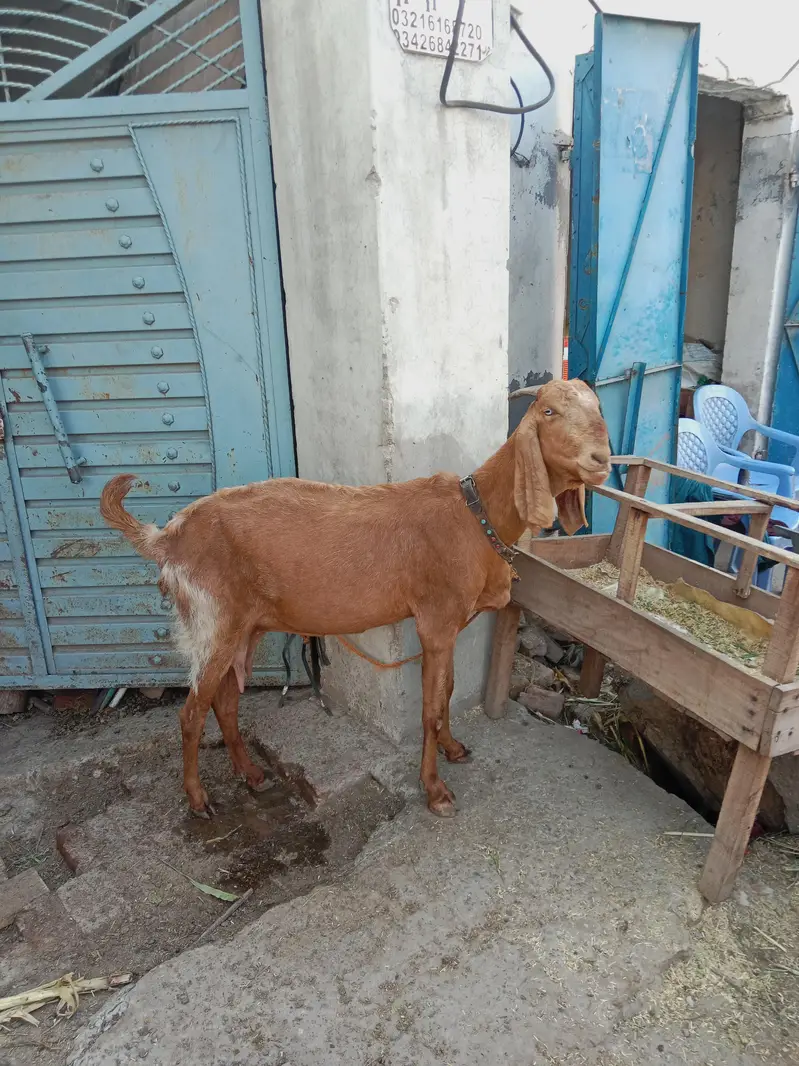 pure Maki cheni Sialkoti Betal goat — photo 11