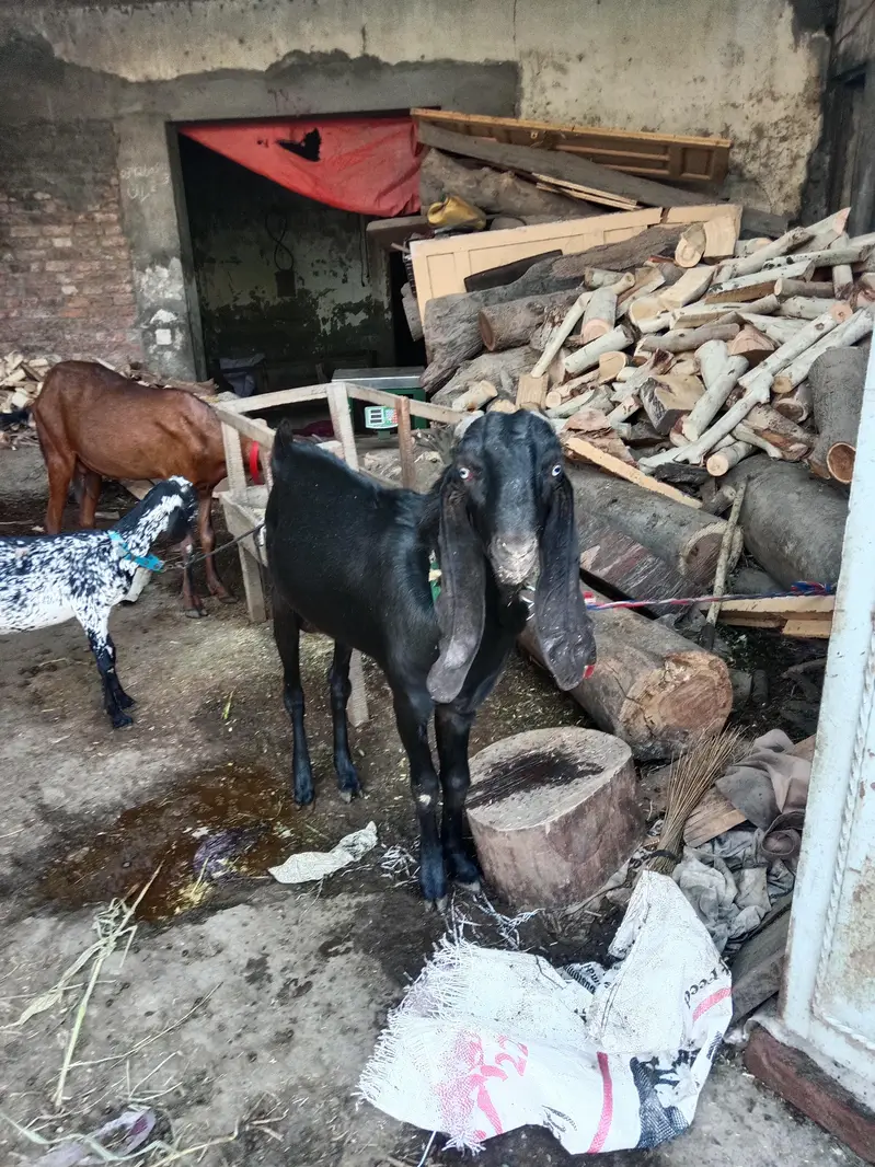 pure Maki cheni Sialkoti Betal goat — photo 12