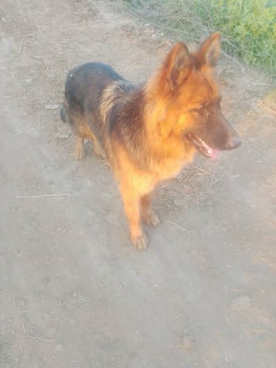 German shepherd
