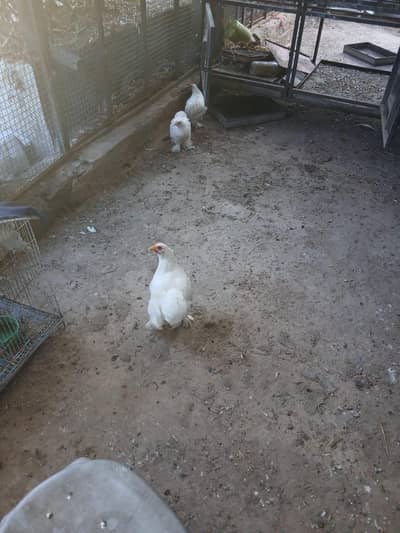 silky hens and bantam hens are available A++ quality