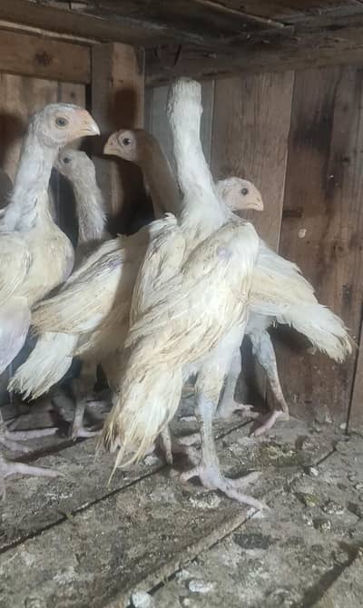 Indian parrot beak long tail chicks