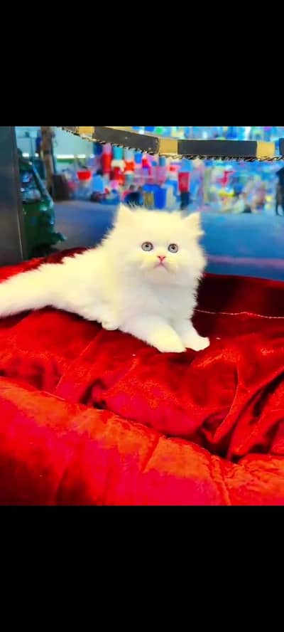 persian cat for sale MywatsapppNumber 0320-19-06-573