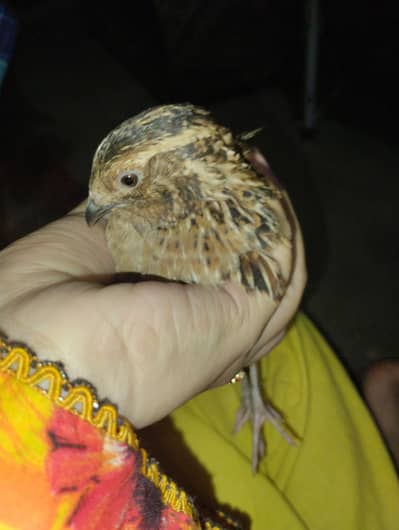 quail(batair) egg lying pair