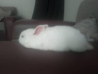 cute white rabbit