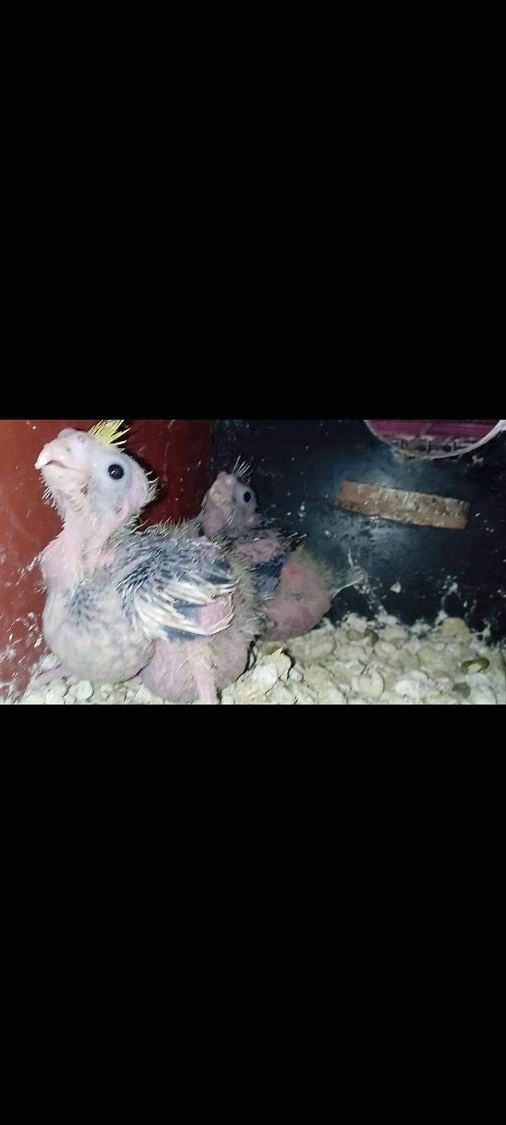 cocktail Chicks,Fawn java Breeder pair 0