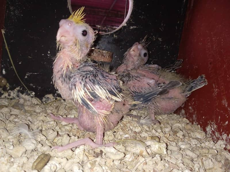 cocktail Chicks,Fawn java Breeder pair 1