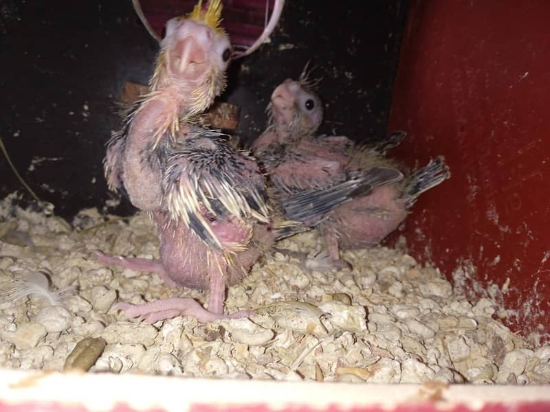 cocktail Chicks,Fawn java Breeder pair 2