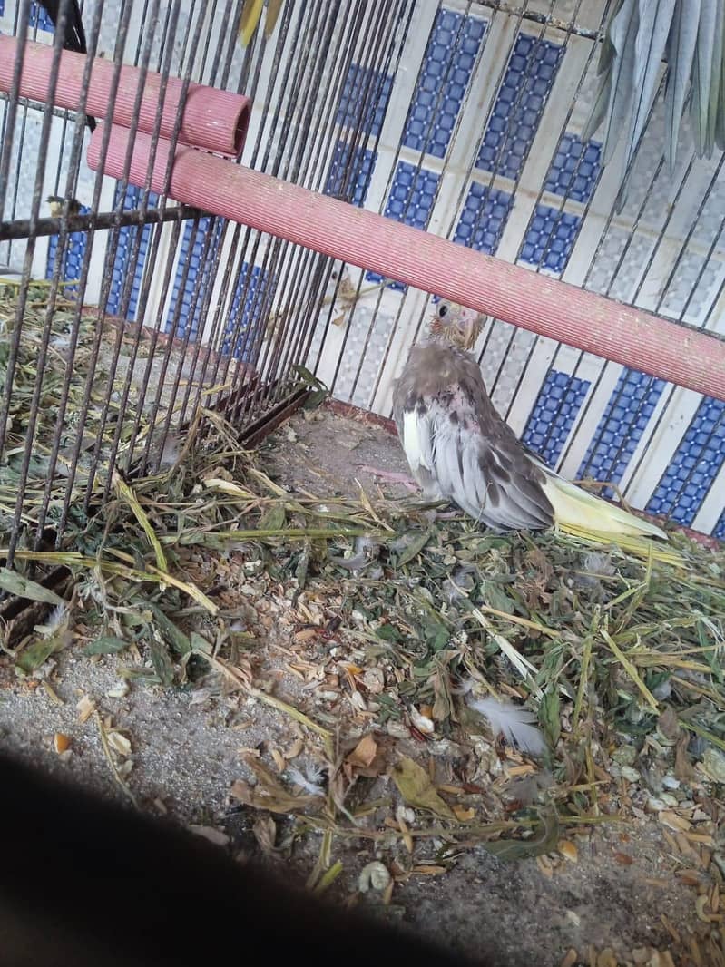 cocktail Chicks,Fawn java Breeder pair 3