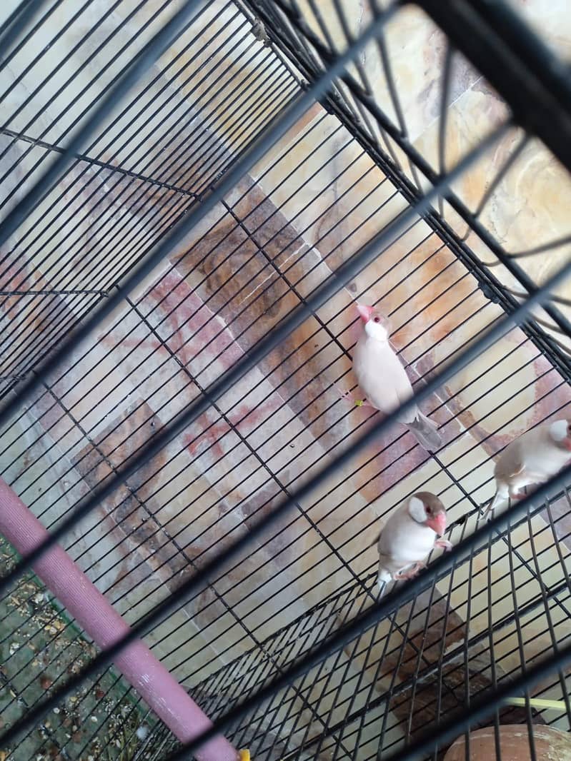 cocktail Chicks,Fawn java Breeder pair 7