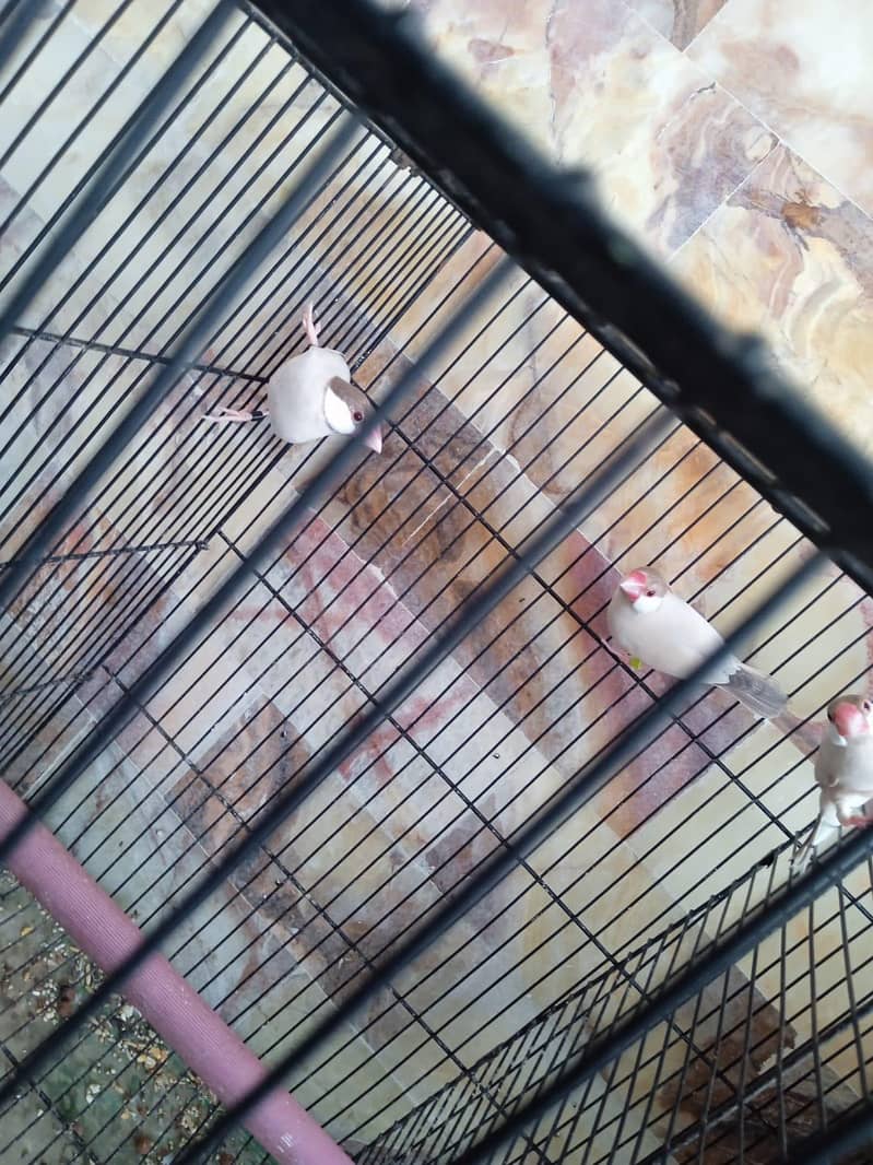 cocktail Chicks,Fawn java Breeder pair 8