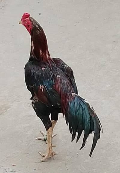 rampuriya seen