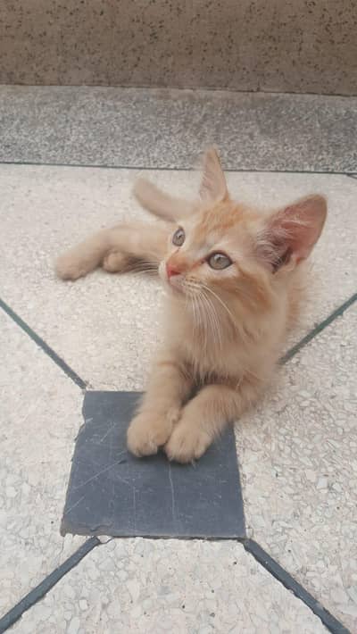 Cute Persion Kitten | Urgent Sale | Liter Trained