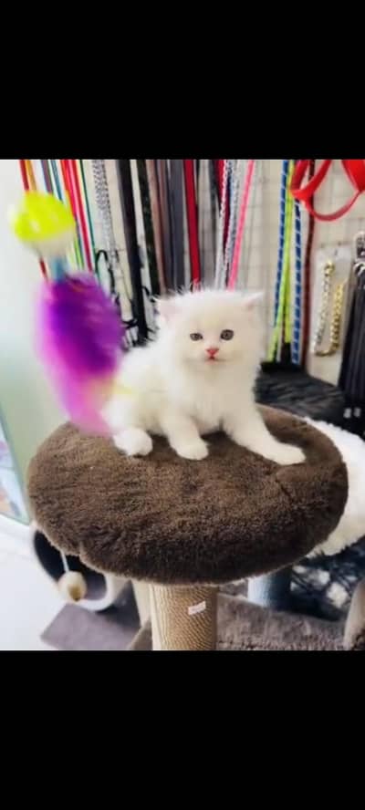 persian cat for sale MywatsapppNumber 0320-19-06-573