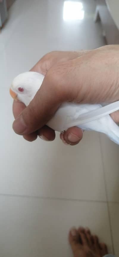 Albino red eye A Quality jumbo size healthy n active