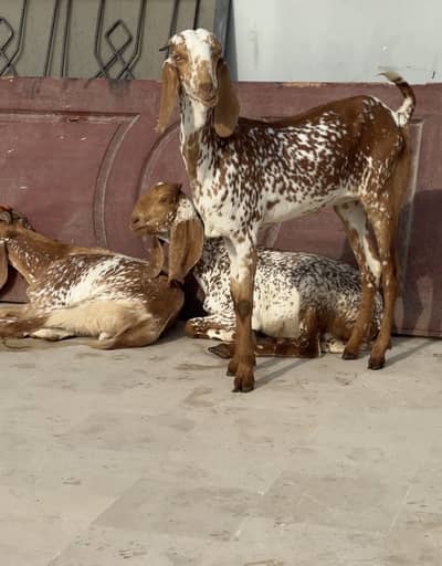 Makhi cheeni females
