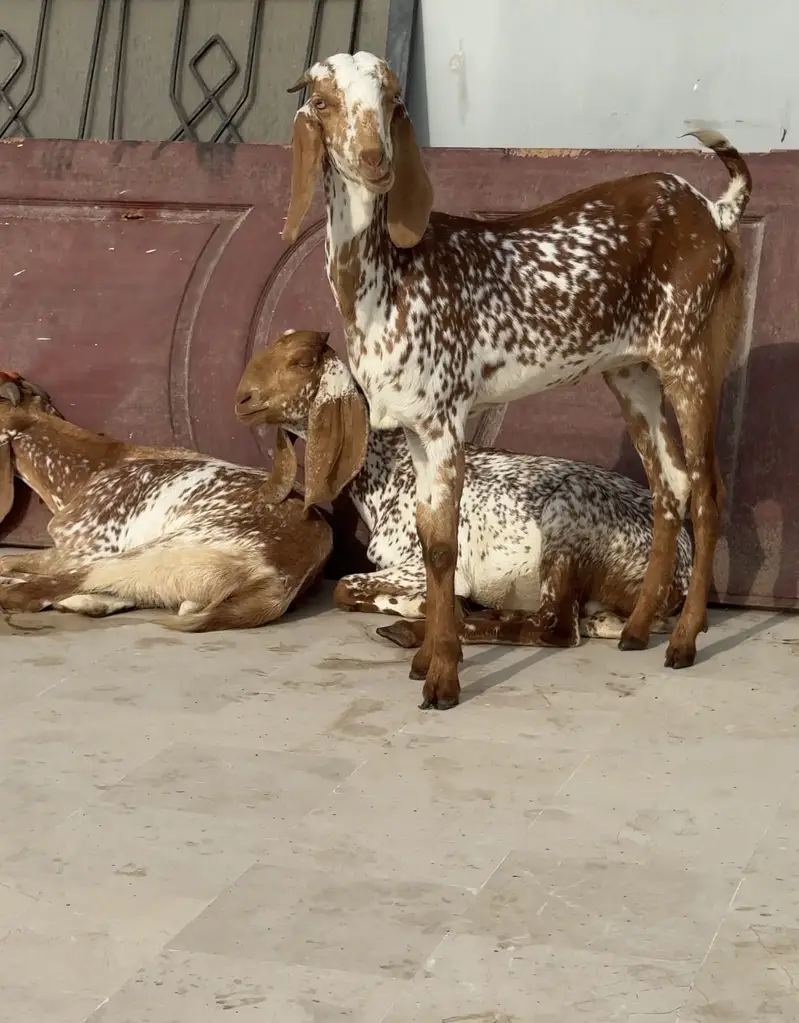 Makhi cheeni females