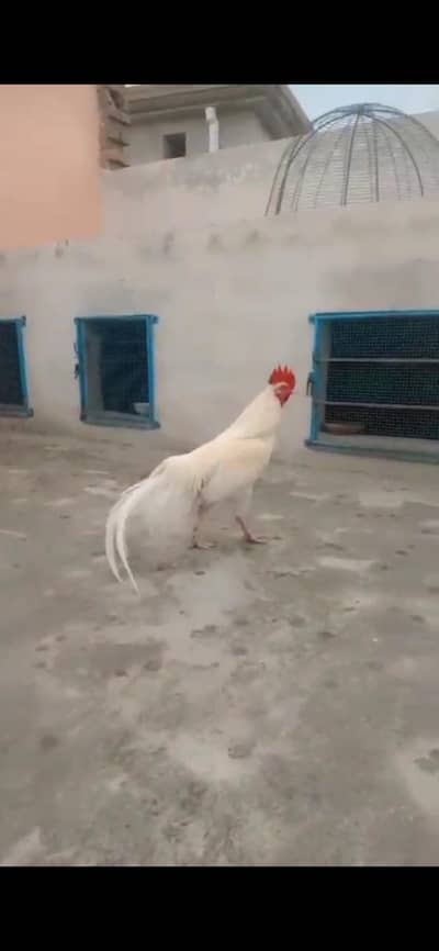 heera bengum aseel