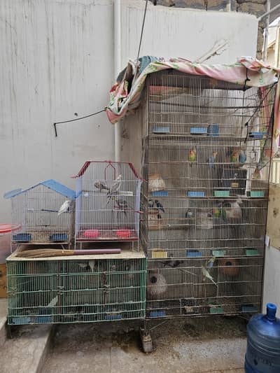 selling birds