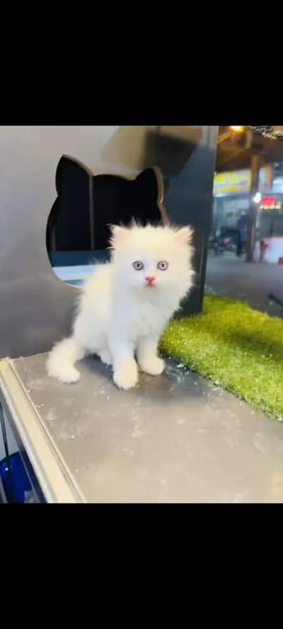 persian cat for sale MywatsapppNumber 0320-19-06-573