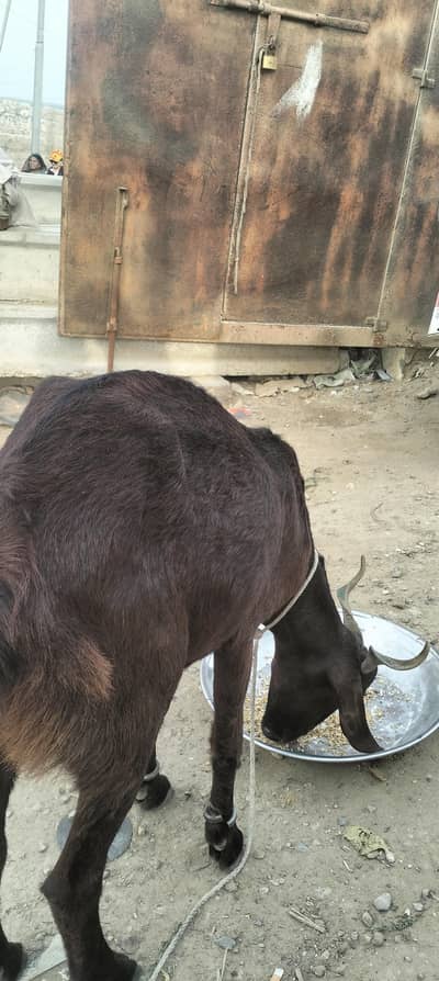 female goat