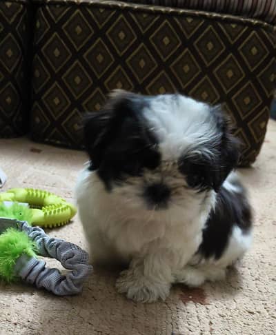 Best Quality Shitzu Puppy For Sale.